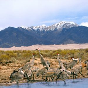 Cranes at Sand Dunes National Park