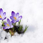 Tips to getting your garden ready for spring in the Colorado winter