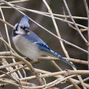 Tips to feeding winter birds by Boundary Fence & Supplies