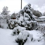 The best wooden fence for Colorado winters