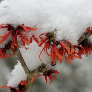 Winter Gardening Tips for Colorado Homeowners