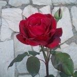 Red Rose for Valentines Day